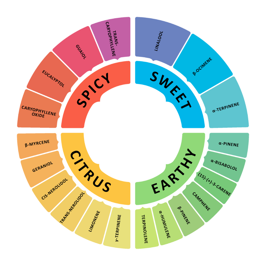 A Deep Dive Into Terpenes