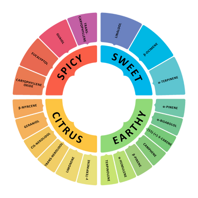 A Deep Dive Into Terpenes
