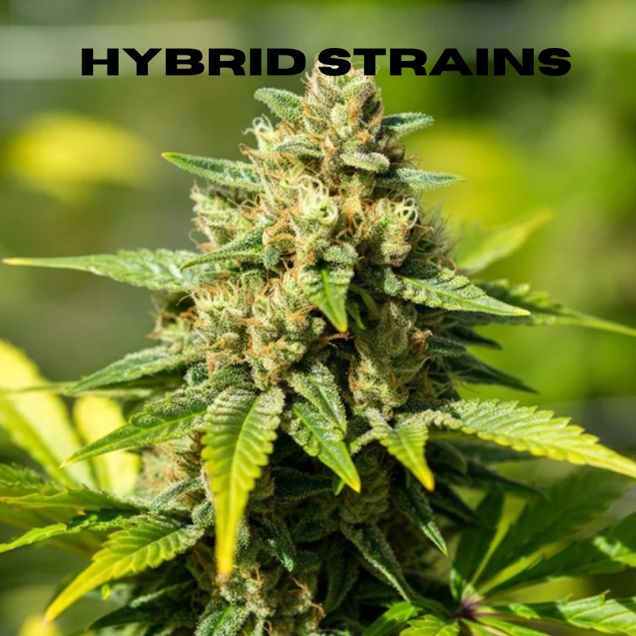 Hybrid Flower