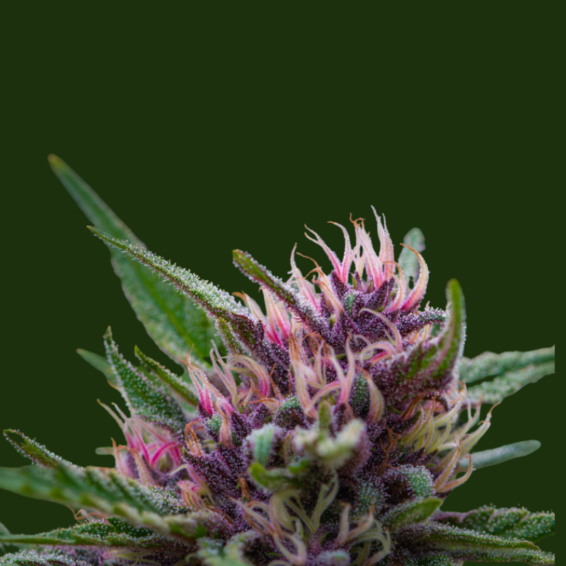 Craft cannabis flower 7g in Manitoba