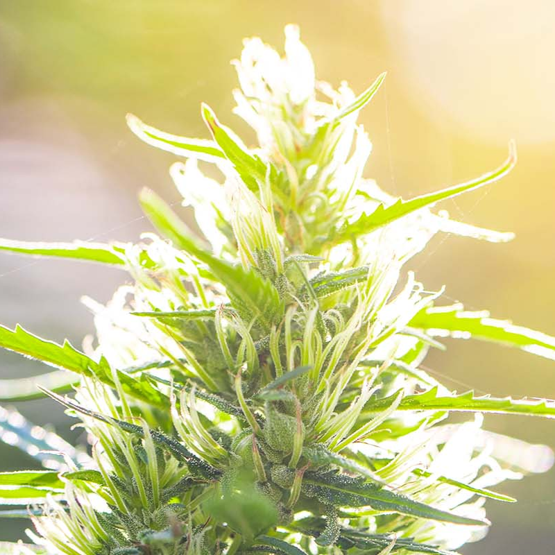 Buy sativa flower in Manitoba at Morden Vape & Cannabis
