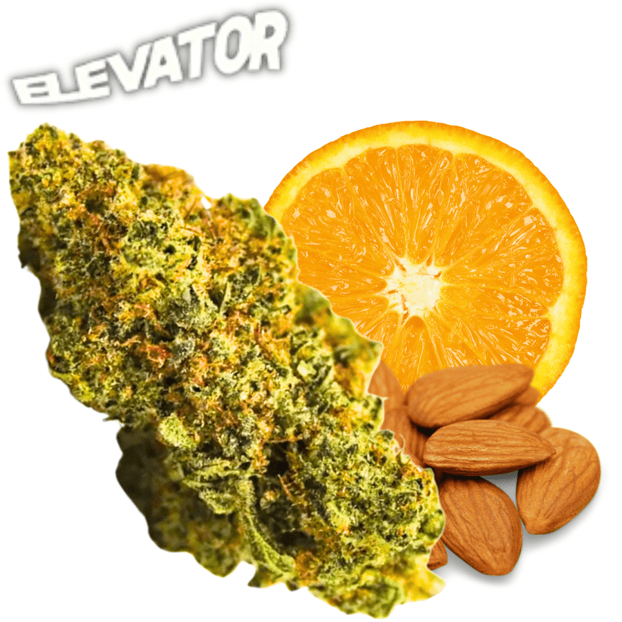 Elevator Sativa Flower 14g Elevator Orange Cookies Sativa Flower-14g-Morden Cannabis Dispensary 