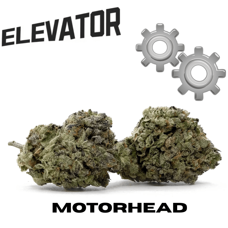 Elevator Motorhead Hybrid Flower - 28g Morden Vape SuperStore and Cannabis Manitoba Canada