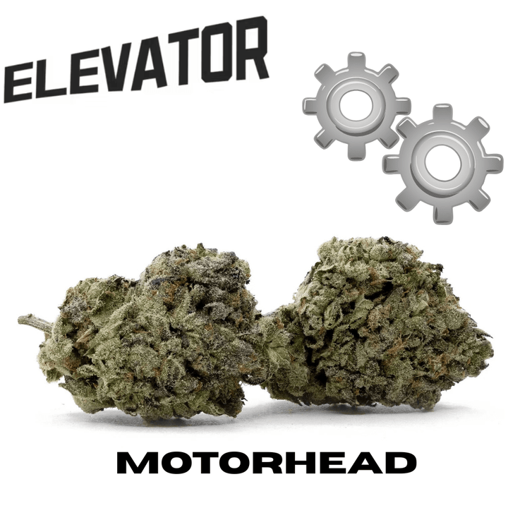 Elevator Motorhead Hybrid Flower - 28g Morden Vape SuperStore and Cannabis Manitoba Canada