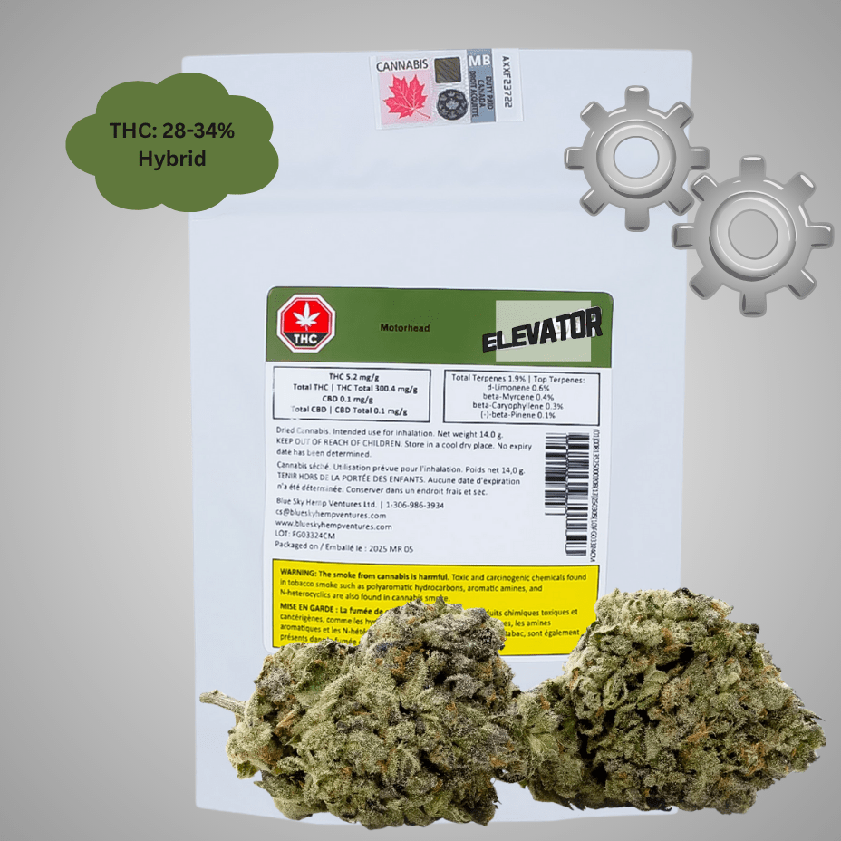 Elevator Motorhead Hybrid Flower - 28g Morden Vape SuperStore and Cannabis Manitoba Canada