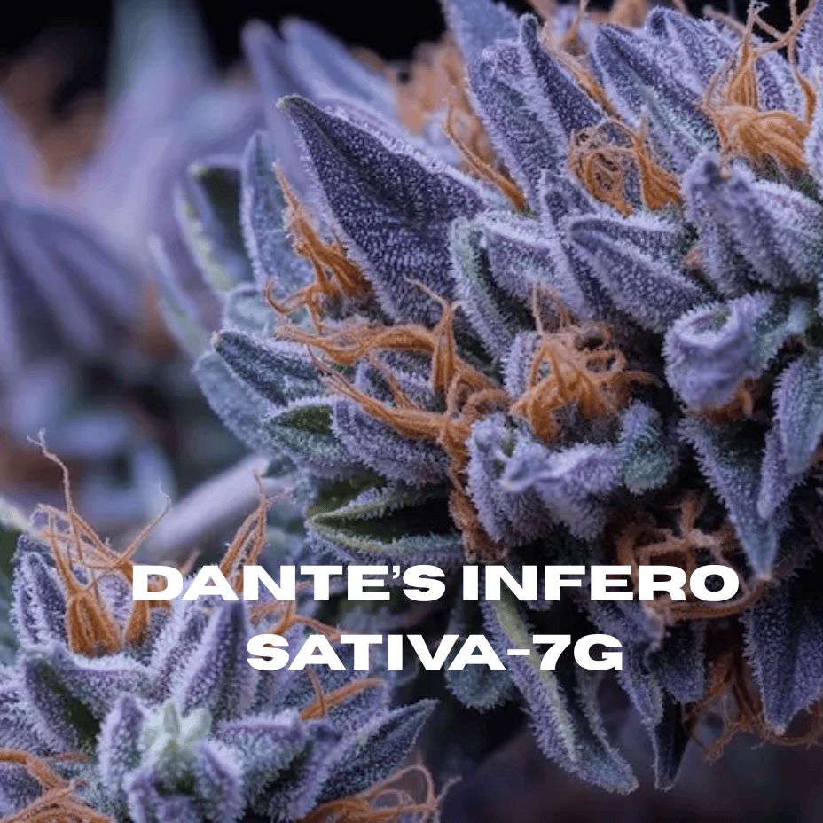 Hidden Stash Dante's Inferno Indica Flower-7g Morden Vape SuperStore and Cannabis Manitoba Canada