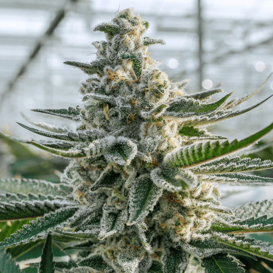 Pure Sunfarms Gorilla Milk Sativa Flower - 7g Morden Vape SuperStore and Cannabis Manitoba Canada