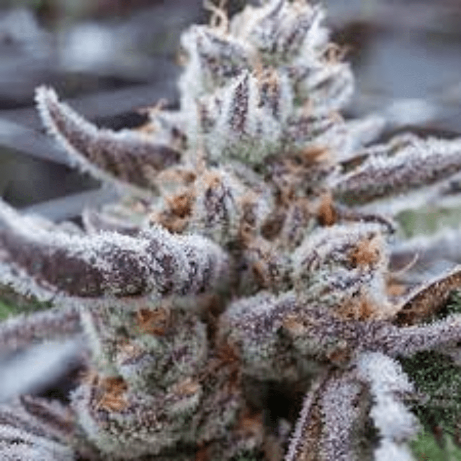 Red Barn Blackberry Gelato Hybrid Flower-14g Morden Vape Superstore & Cannabis in Manitoba