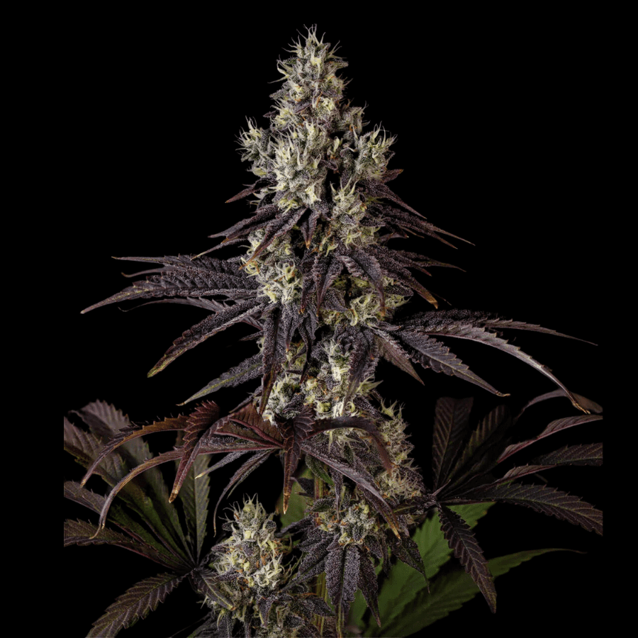 Sweetgrass Crushed Velvet Flower-3.5g in Manitoba Morden Vape & Cannabis