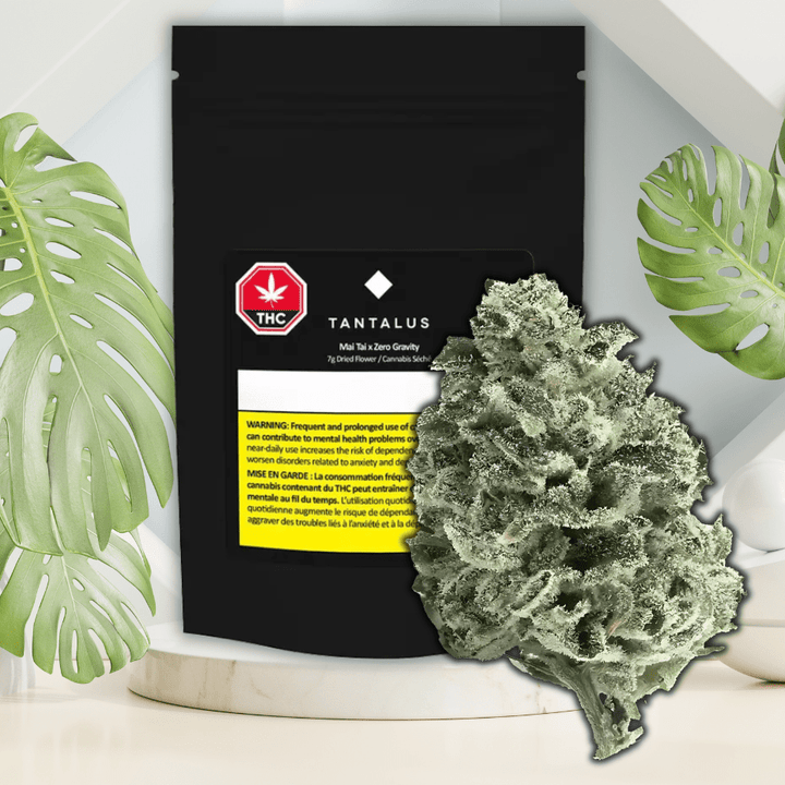 Tantalus Mai Tai x Zero Gravity Flower - 7g Morden Vape SuperStore and Cannabis Manitoba Canada