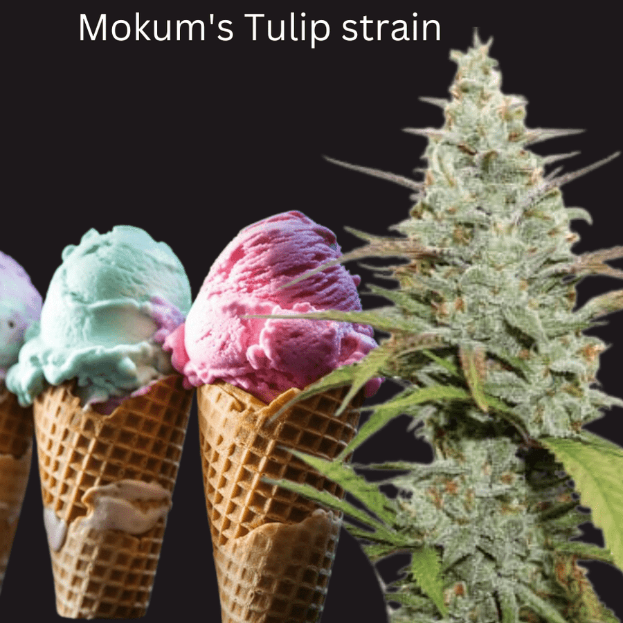 United Growers Flower 3.5g Mokum's Tulip Hybrid Flower-3.5g-Morden Vape & Cannabis MB, Canada